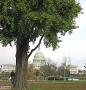 Washington DC Capitol
